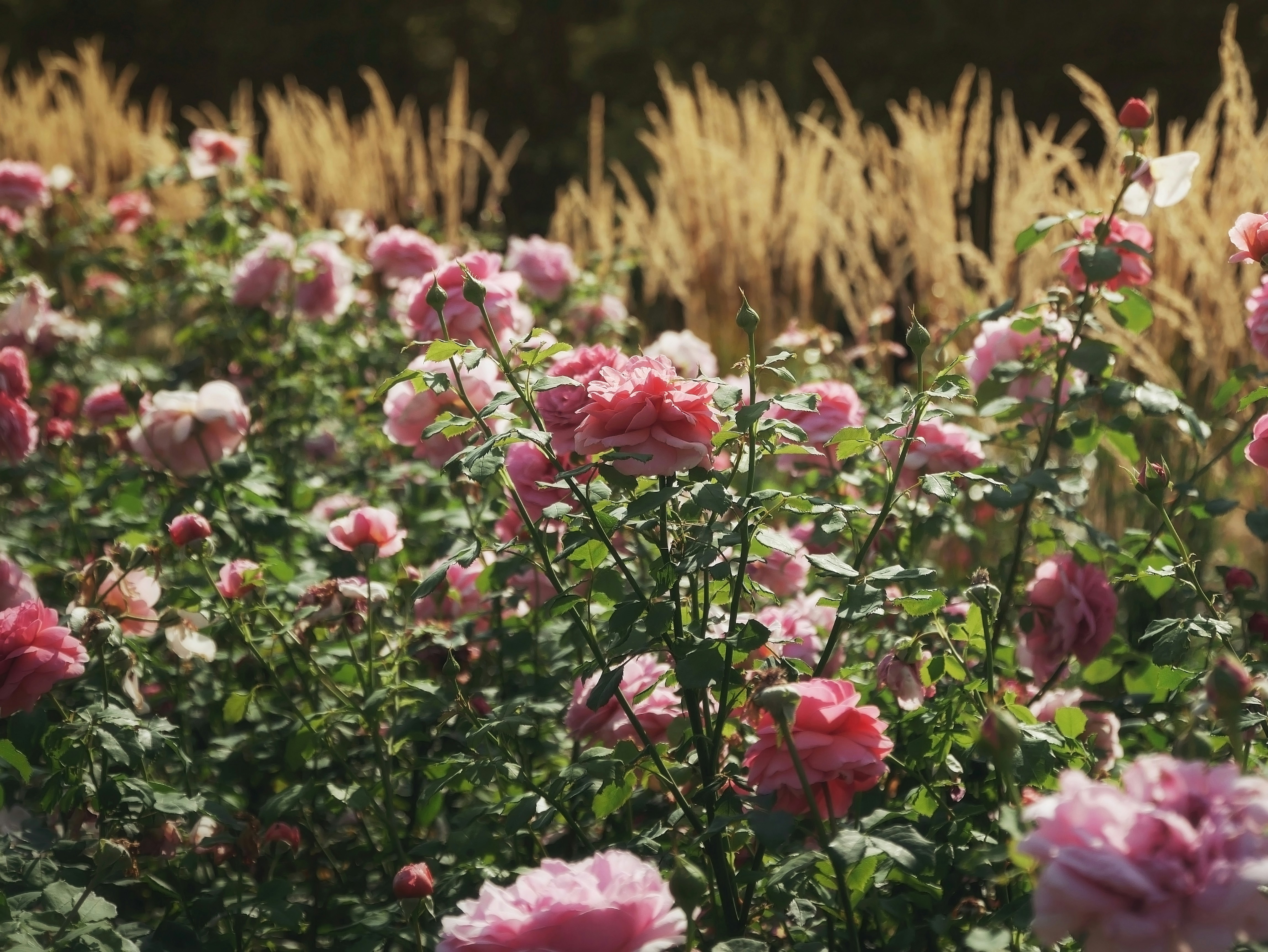 Rose field in bloom with rolling hills in the background — Rose Valley, Bulgaria